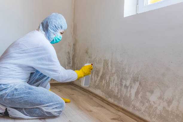 Licensed Mold Remediation service in Sharon, MA - WQB Mold Removal
