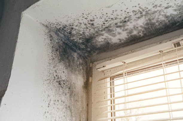 Affordable Mold Remediation solutions in Sharon, MA